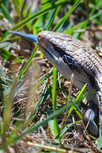 Blue Tongued Lizard Stock Photo Download Image Now Animal Animal