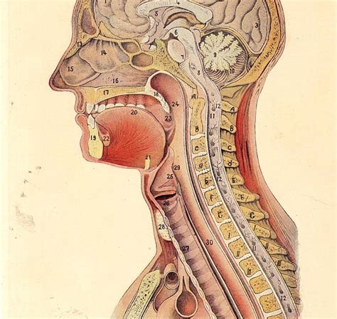 Morbid Anatomy Cross Section Of The Human Head Anatomical Plate 1920s