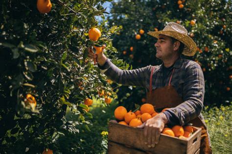 2000 Farmer Picking Oranges Stock Photos Pictures And Royalty Free