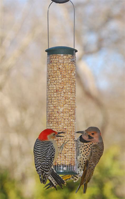 The pileated woodpecker does not respond to bird houses very well. #FeedtheBirds 1: Tips to keep woodpecker from damaging ...