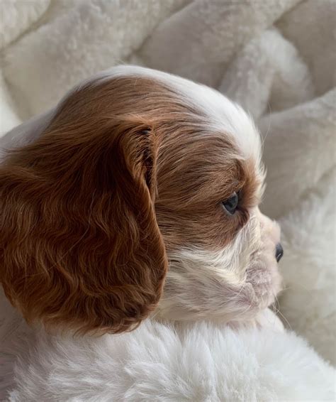 Cavaliers Of Lilac Creek Cavalier King Charles Spaniel Puppies For