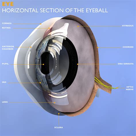 Eye Anatomy Understand How Your Eyes Work To Produce One Of The Most