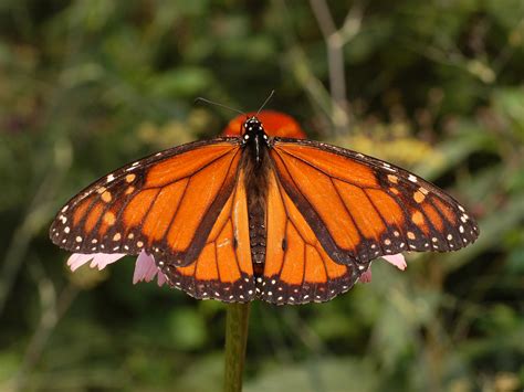Filemonarch Butterfly Danaus Plexippus Male 2664px Wikimedia Commons