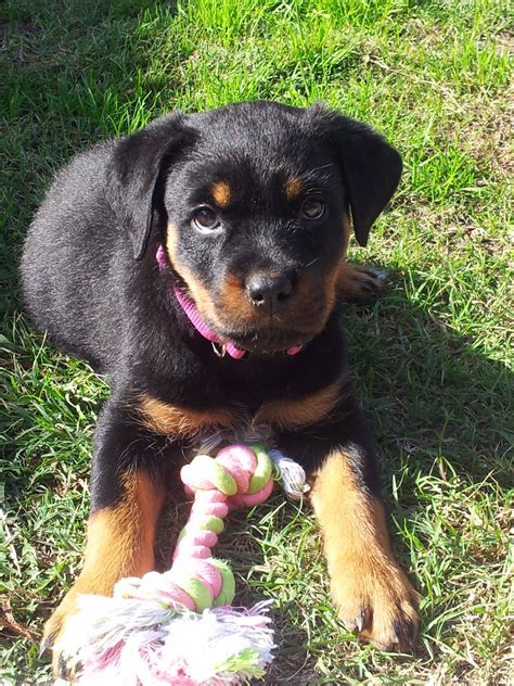 The rottweiler is one of the most popular working dogs and has been for for a long time. Our Rottweiler puppy | Cute animals, Cats and kittens, Rottweiler puppies