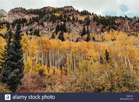 Pine And Aspen Trees Hi Res Stock Photography And Images Alamy