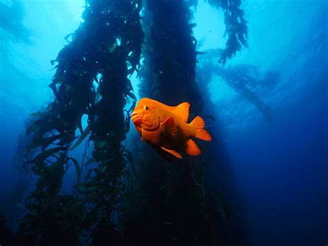 Free Underwater Wallpaper, gif images and aminations