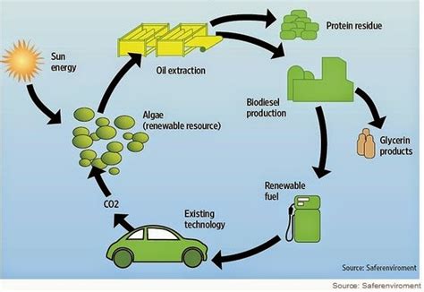 Renewable Energy Production Of Biofuels Based On Algae