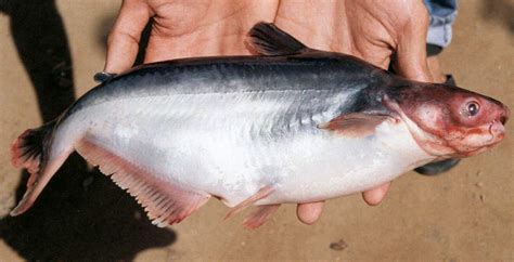 Common Diseases Of Pangasius Catfish Farmed In Vietnam Responsible
