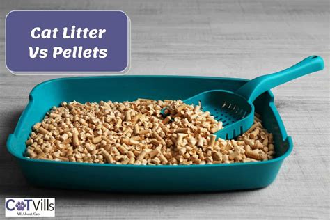 Cat Litter Vs Pellets Whats The Best How Do They Differ