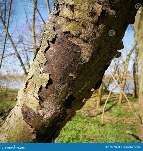 Maple With Symptoms Of Sooty Bark Disease Stock Photo Image Of