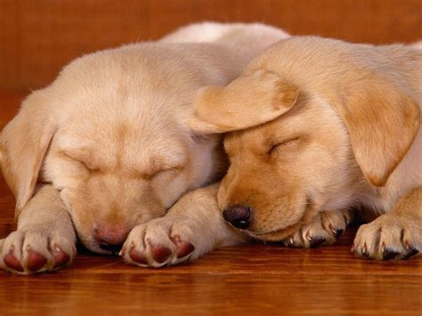Two Yellow Labrador Puppies Sleeping Sleeping Puppies Lab Puppies