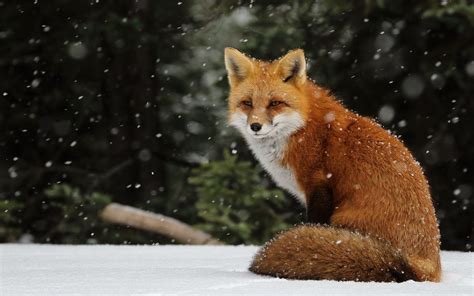 Fox In Winter Snow Wallpapers Hd Images 2560×1600 Fav