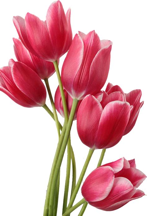 Download Flower Tulips In A Vase Clip Art Purple Tulip Png