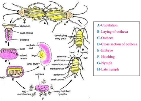 Cockroach Reproductive System