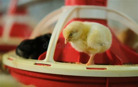 Newborn Baby Chicken Sleeping On Feed Tray In Industrial Poultry Farm