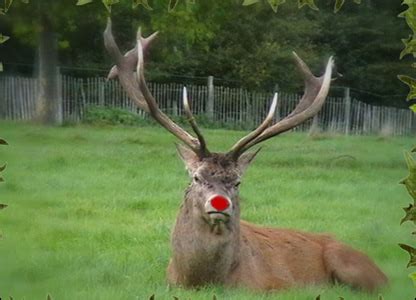 Real Rudolph The Red Nosed Reindeer