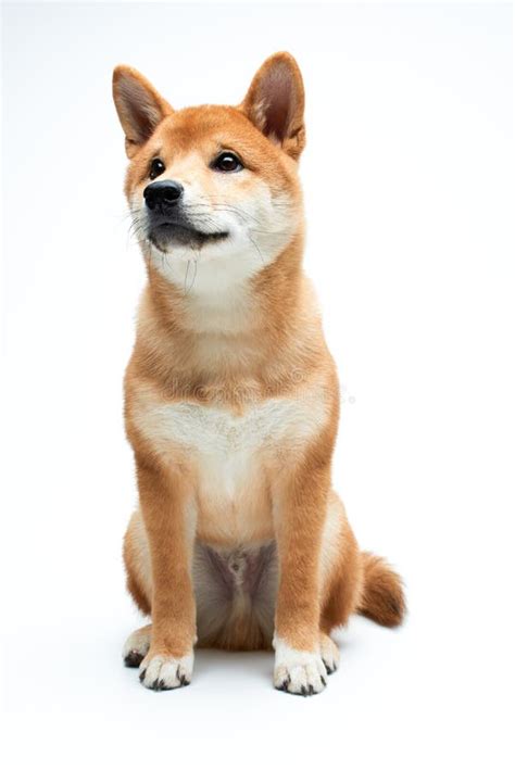Shiba Inu Puppy Stock Image Image Of Furry Doggy Posing 61258275