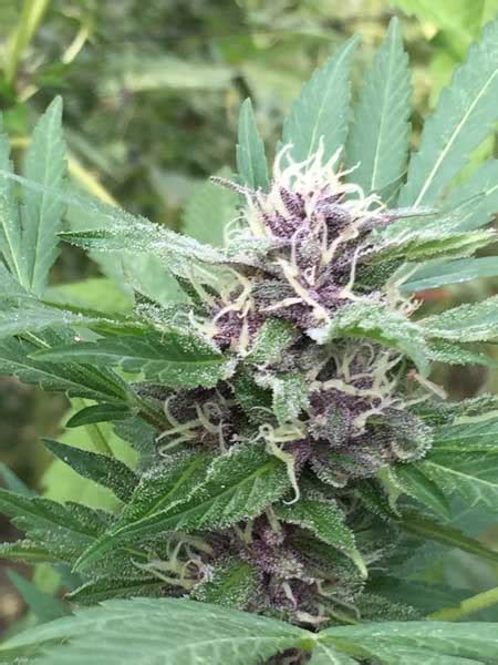 Royal Purple Kush Auto By Emerald Triangle Seeds From Seed City