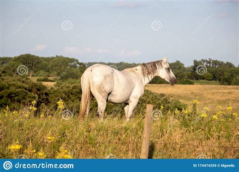 A Horse Standing On Top Of A Lush Green Field Stock Image Image Of