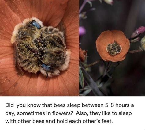 Bees Nap In Flowers Sometimes Together Rbeekeeping