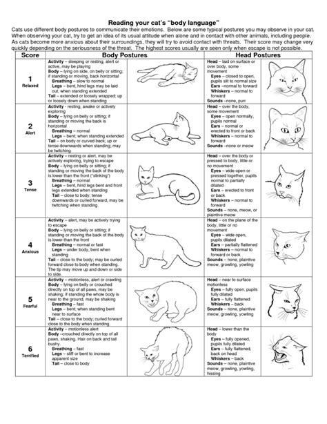 Reading Your Cats Body Language Pet Guide Cat Cats Cat Language