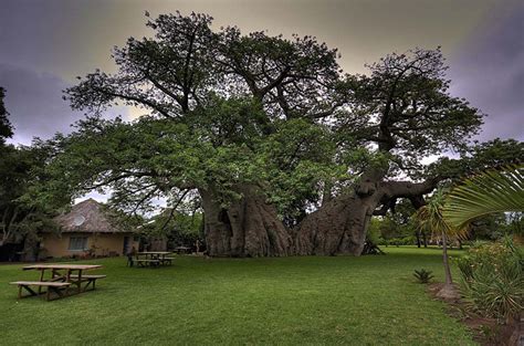 6 sunland baobab tree specimen limpopo province south africa