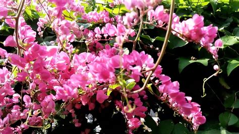 Pokok Bunga Kelulut Trigona Bees Youtube