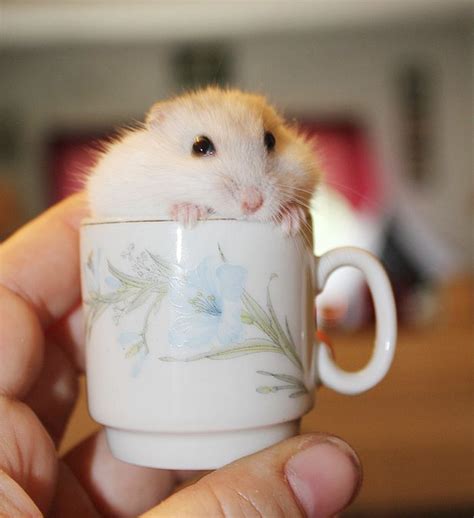 Hamster In A Cup Cute Hamsters Cute Animals Cute Baby Animals