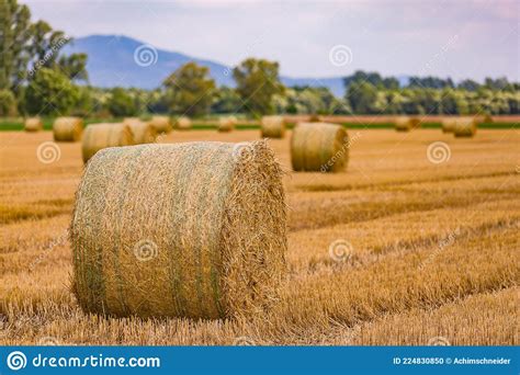Round Bales Of Hay Released On A Harvested Field After The Grain