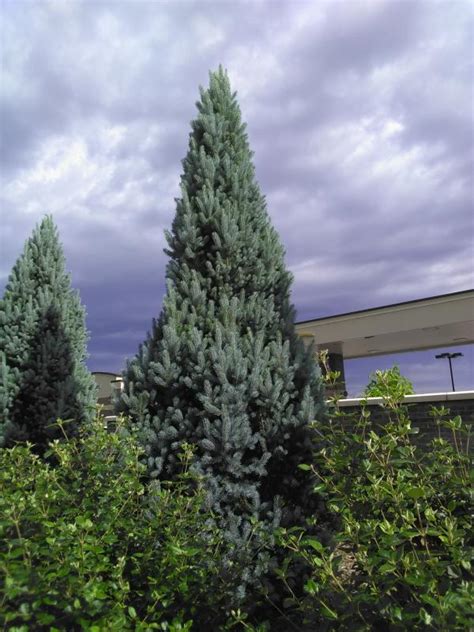 Fastigiate Blue Spruce