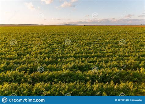 Agriculture Of Belarus Carrot Field Stock Image Image Of Healthy