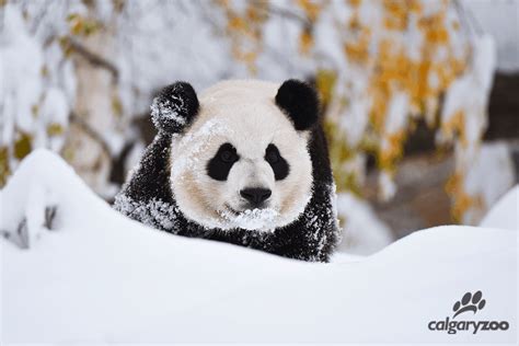 Introducing The Panda Cam At The Calgary Zoo Modern Mama
