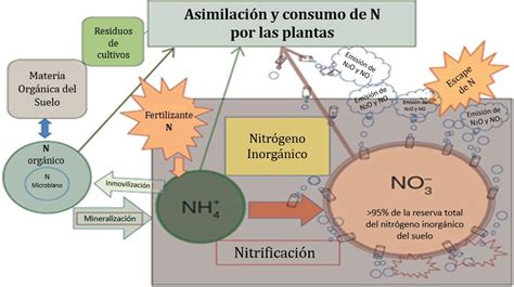 Ciclo Del Nitrógeno En Un Sistema Típico Agrícola Dominado Por La Vía