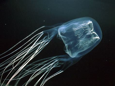 Australian Scientists Find Antidote To Deadly Box Jellyfish Stings