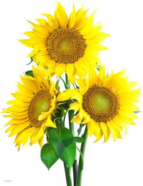 Clipart Png Sunflower Clipart Png Sunflower Transparent Free For Images