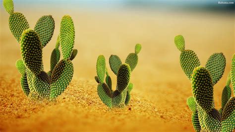 Cactus Desktop Wallpapers Top Free Cactus Desktop Backgrounds
