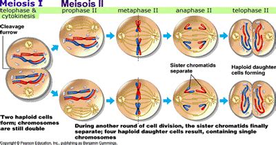 Mitosis webquest answers mitosis webquest pdf meiosis webquest answers mitosis vs meiosis answer key. webquest: meiosis 2