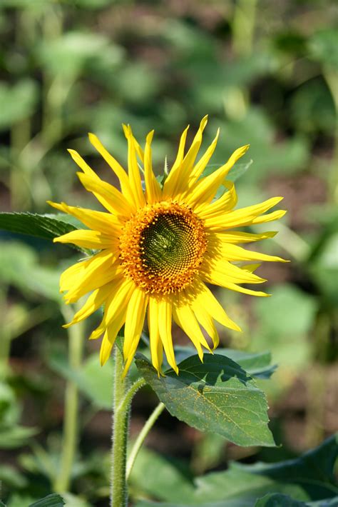 Sunflowers 30 Sunflowers In Dearborn Michigan Horuc Flickr