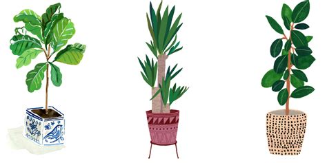 House Plant Sketches Check Out Our Plant Sketch House Selection For The