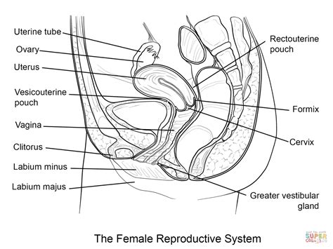 Dibujo De Sistema Reproductor Femenino Para Colorear Dibujos Para