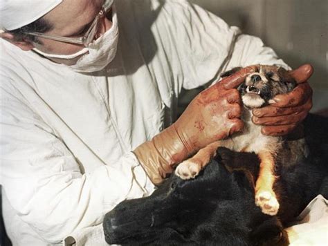 Soviet Experiments Included Two Headed Dogs Human Chimp Hybrids The