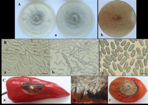 Colletotrichum Gloeosporioides Group A Colony Morphology Of C