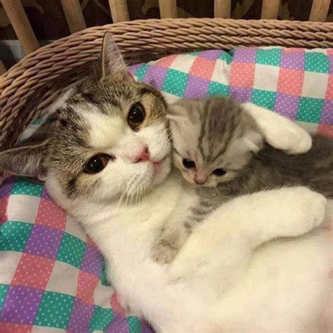Mommy Kitty With The Baby Gattini Piccoli Gatti E Gattini Cuccioli
