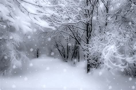 Animated Winter Snow Photography Nature Winter Trees Animated Snow Cold