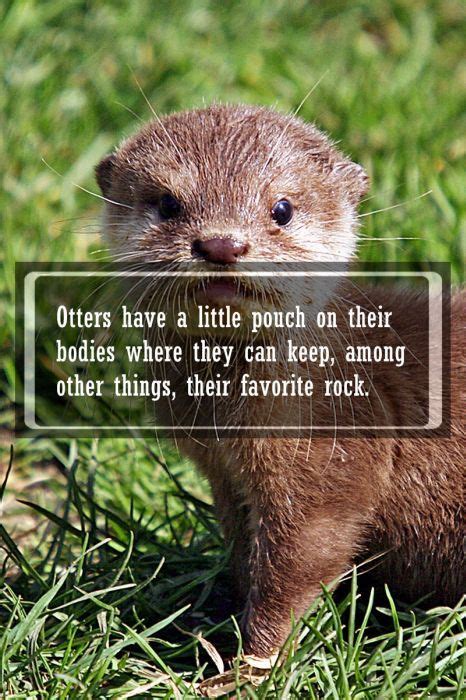Animal Facts 24 Pics Animal Facts Cute Animals Funny Animals