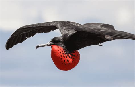 Magnificent Frigatebird Facts They Love To Steal From Fish To Sticks