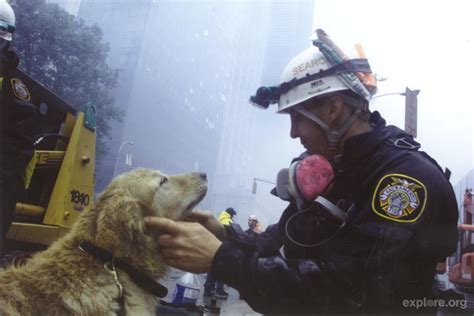 Today We Honor And Remember The Hero Dogs Of 911 Stand Up For Pits