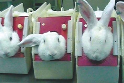 The animal testing of cosmetics and toiletries and the ...