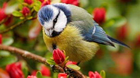 Birds Flowers Wallpapers Hd Desktop And Mobile Backgrounds