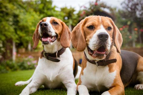 And if a dog sheds, it sheds for a number of reasons. Do Beagles Shed All the Year? How to Solve - Dog Dwell